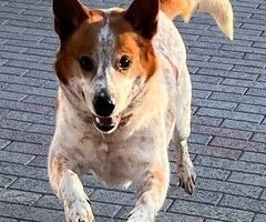 CANE METICCIO - 2/4