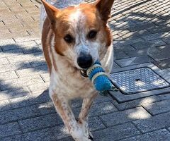  CANE METICCIO - 3/4