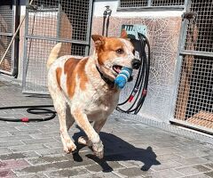  CANE METICCIO - 4/4