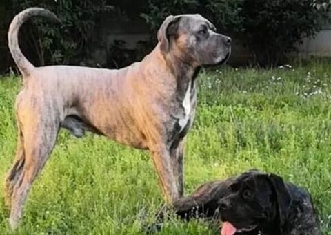 Cuccioli Cane Corso