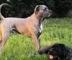 Cuccioli Cane Corso