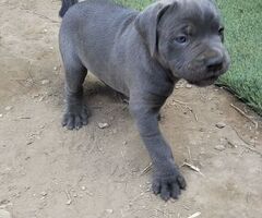 Cuccioli Cane Corso - 2/4