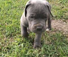 Cuccioli Cane Corso - 3/4