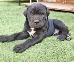 Cuccioli Cane Corso - 4/4