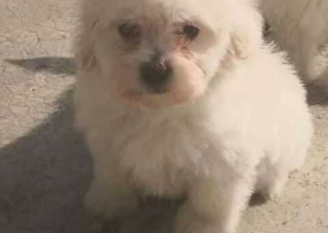 Maltipoo nano e micro toy
