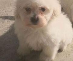 Maltipoo nano e micro toy