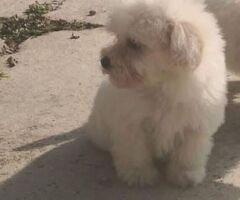 Maltipoo nano e micro toy - 2/4