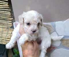 Maltipoo nano e micro toy - 3/4