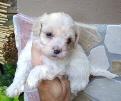 Maltipoo nano e micro toy - 4/4