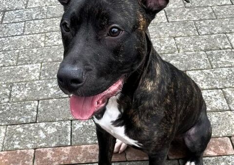  CANE METICCIO