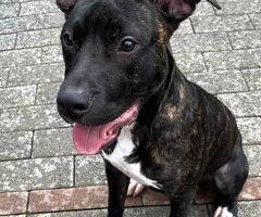  CANE METICCIO