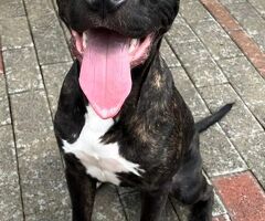  CANE METICCIO - 2/4