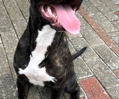  CANE METICCIO - 3/4