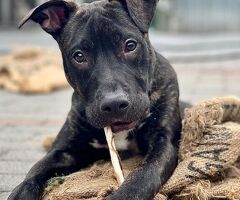  CANE METICCIO - 4/4