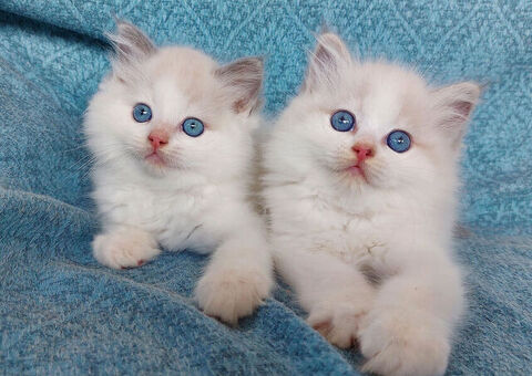 Gattini razza Ragdoll