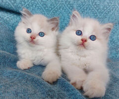 Gattini razza Ragdoll - 1/2