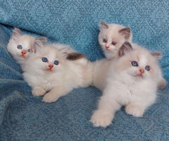 Gattini razza Ragdoll - 2/2