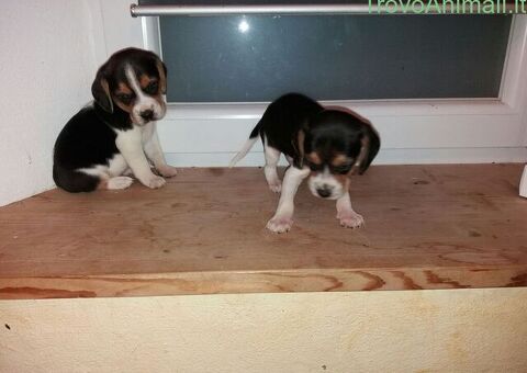 Beagle tricolore cuccioli