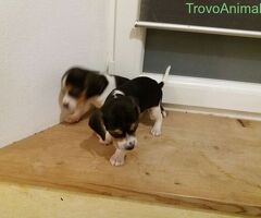 Beagle tricolore cuccioli - 2/3