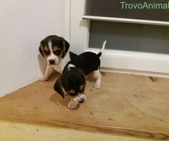Beagle tricolore cuccioli - 3/3