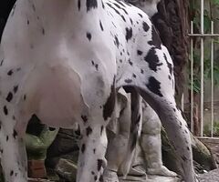 Alani - 4/4