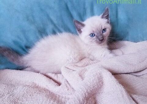Siamese Tradizionale gattina