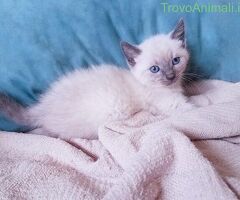 Siamese Tradizionale gattina - 1/3