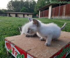 Siamese Tradizionale gattina - 2/3