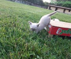 Siamese Tradizionale gattina - 3/3