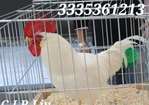 Galline livornesi in purezza