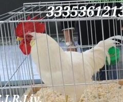 Galline livornesi in purezza