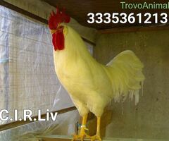 Galline livornesi in purezza - 2/4