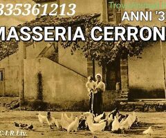 Galline livornesi in purezza - 3/4