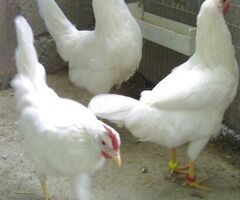 Galline livornesi in purezza - 4/4