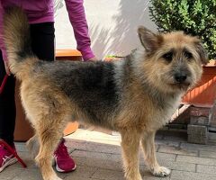  CANE METICCIO