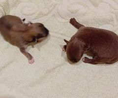 Chihuahua toy