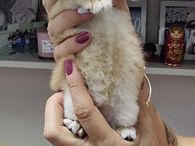 Cuccioli gatti razza scottish - 1/4