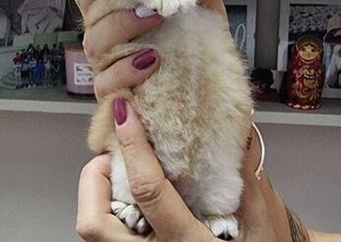 Cuccioli gatti razza scottish