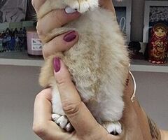 Cuccioli gatti razza scottish - 1/4