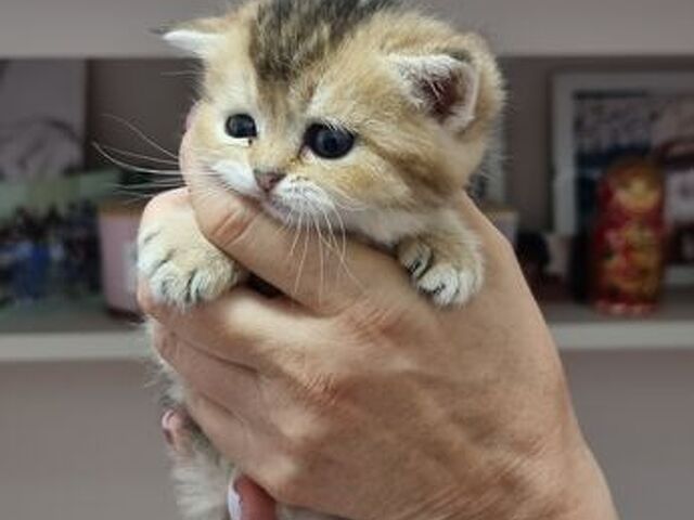 Cuccioli gatti razza scottish - 2/4