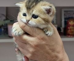 Cuccioli gatti razza scottish - 2/4