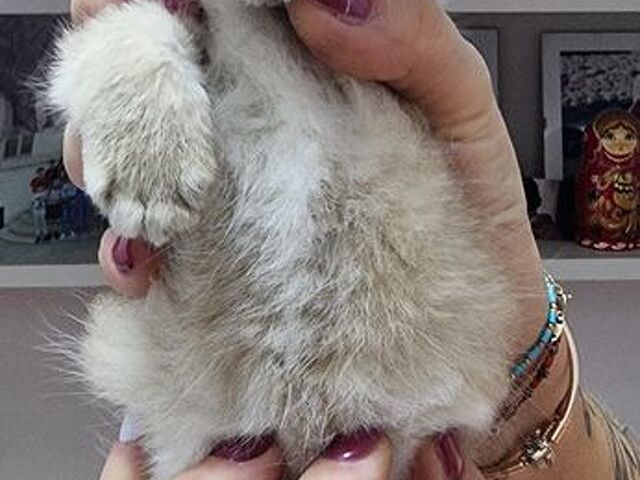 Cuccioli gatti razza scottish - 3/4