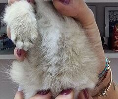Cuccioli gatti razza scottish - 3/4