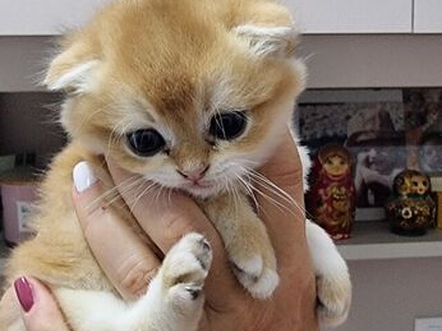 Cuccioli gatti razza scottish - 4/4