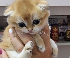 Cuccioli gatti razza scottish - 4/4