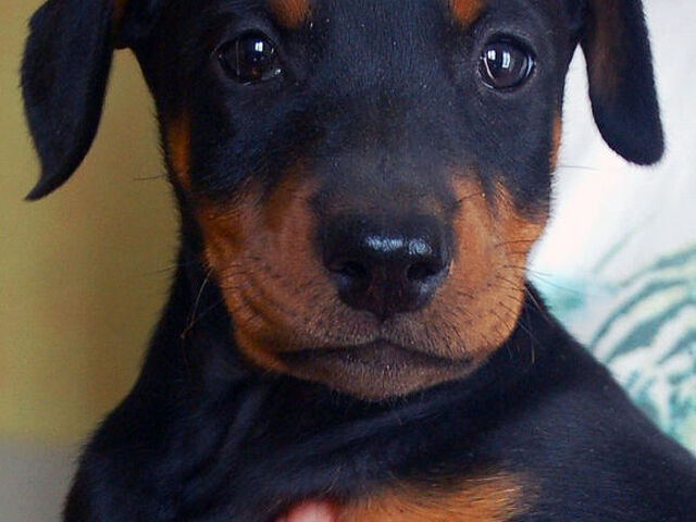 Dobermann cuccioli - 2/4