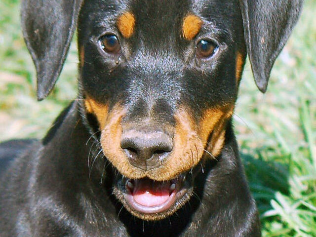 Dobermann cuccioli - 3/4