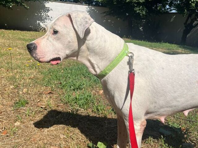CAGNOLINA DOGO ARGENTINO - 1/4