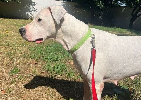  CAGNOLINA DOGO ARGENTINO