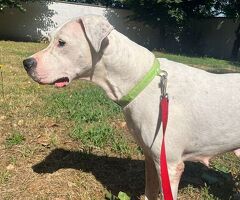 CAGNOLINA DOGO ARGENTINO - 1/4